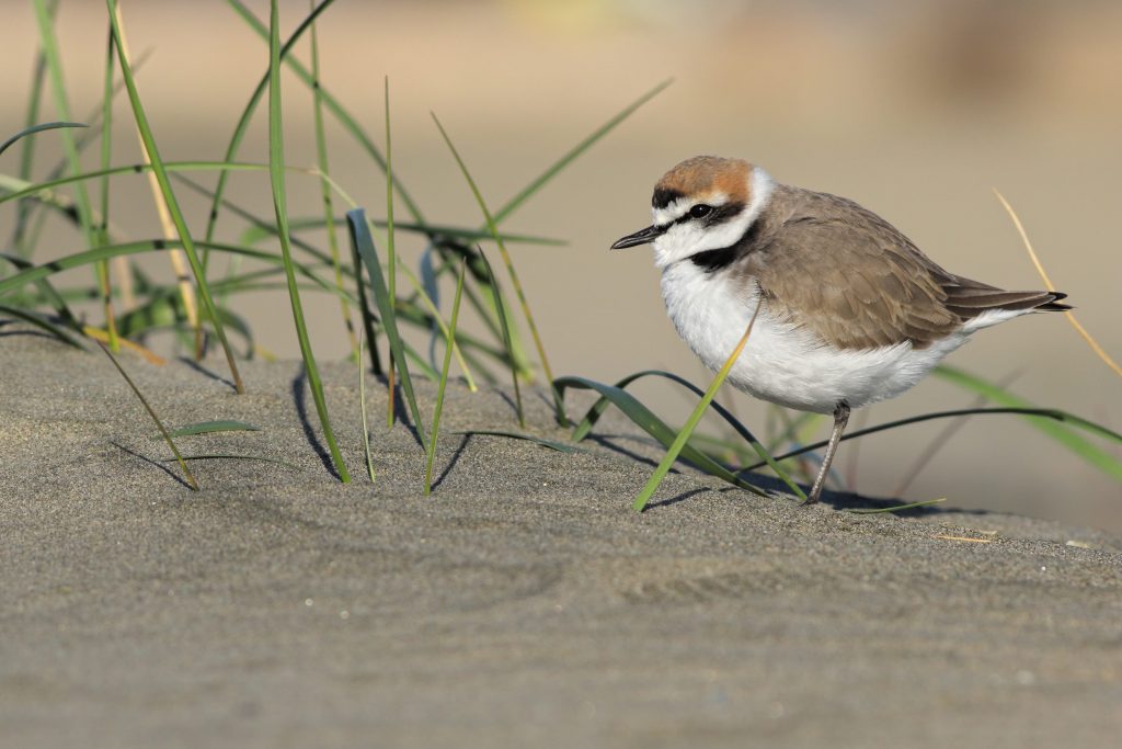 Il fratino, diventato simbolo della tutela degli ecosistemi costieri, è una delle specie più a rischio in Italia