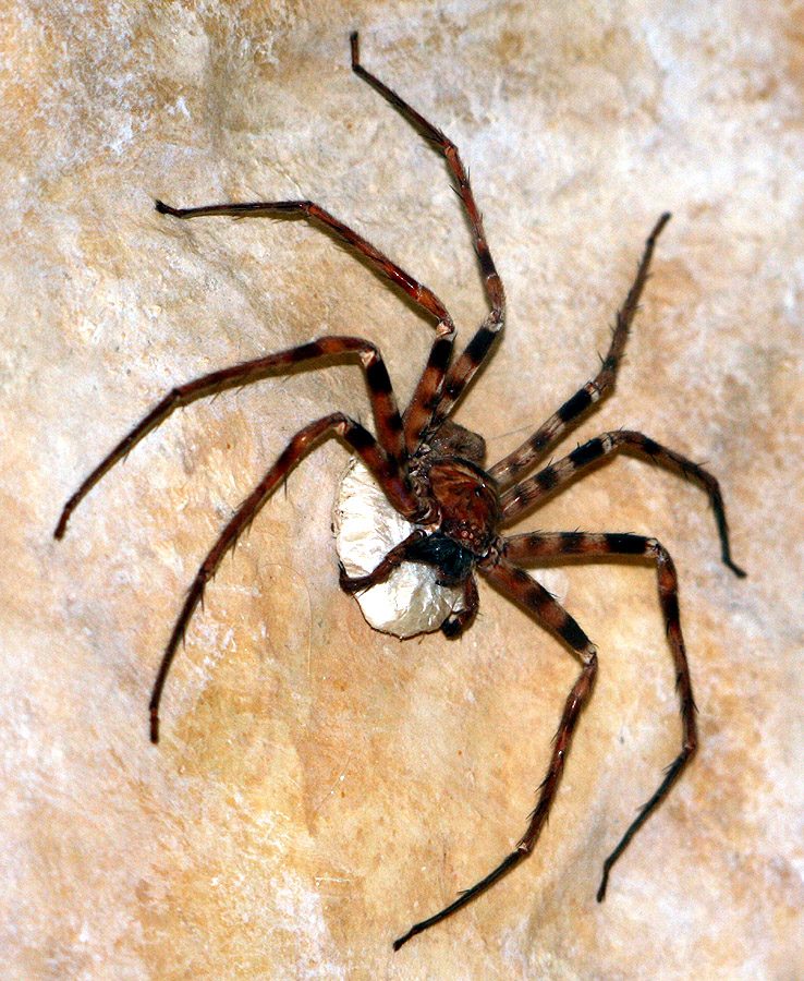 Ragno cacciatore gigante