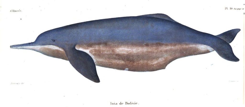 Raffigurazione del delfino boliviano risalente alla fine dell’Ottocento