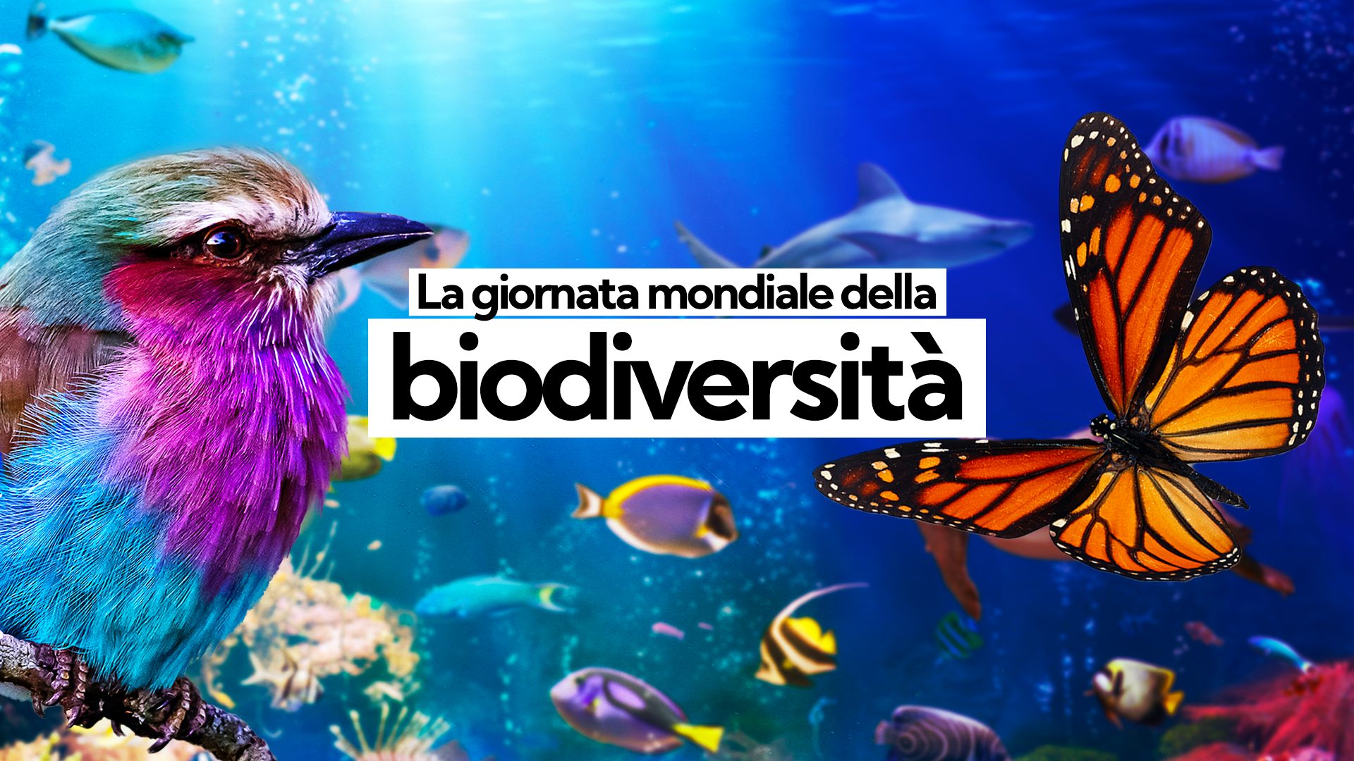 Oggi La Giornata Mondiale Della Biodiversit 2022 Un Futuro Oggi La Giornata Mondiale Della Biodiversit 2022 Un Futuro