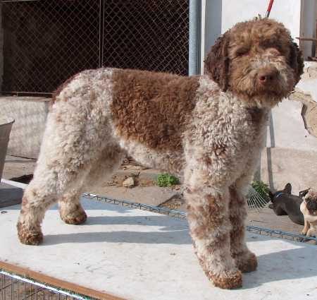 Un Lagotto Romagnolo
