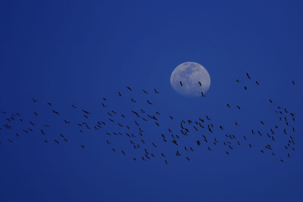Restituiamo il buio alla notte
