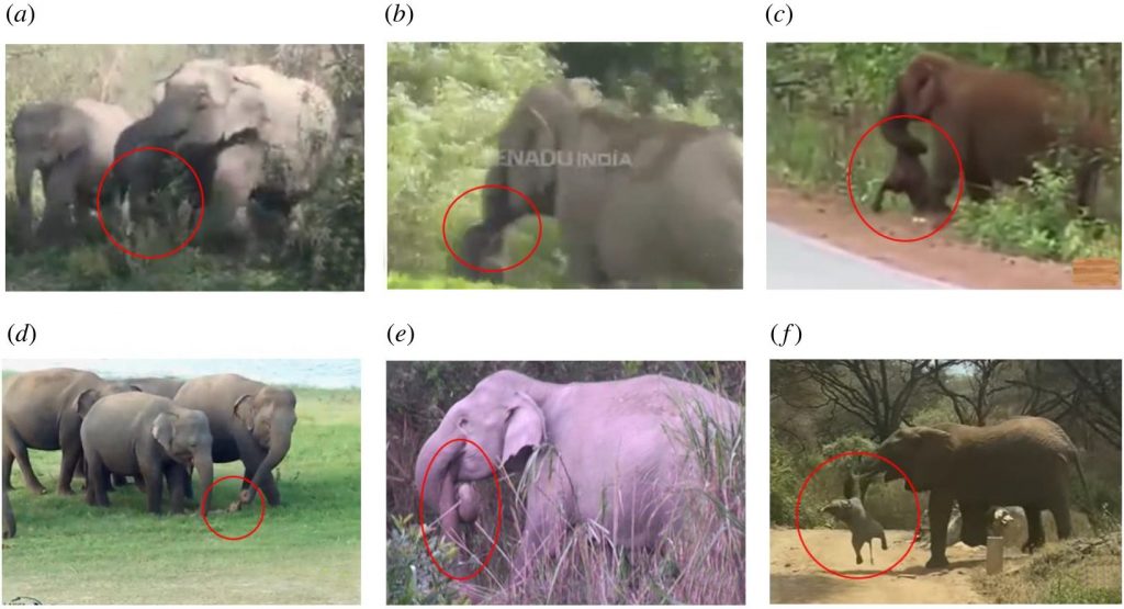 Da (a) ad (e) i 5 casi in cui la madre ha trasportato per giorni il corpo senza vita del figlio. In (f), per confronto, lo stesso comportamento in un elefante africano. Sanjeeta Sharma Pokharel et al., 2022