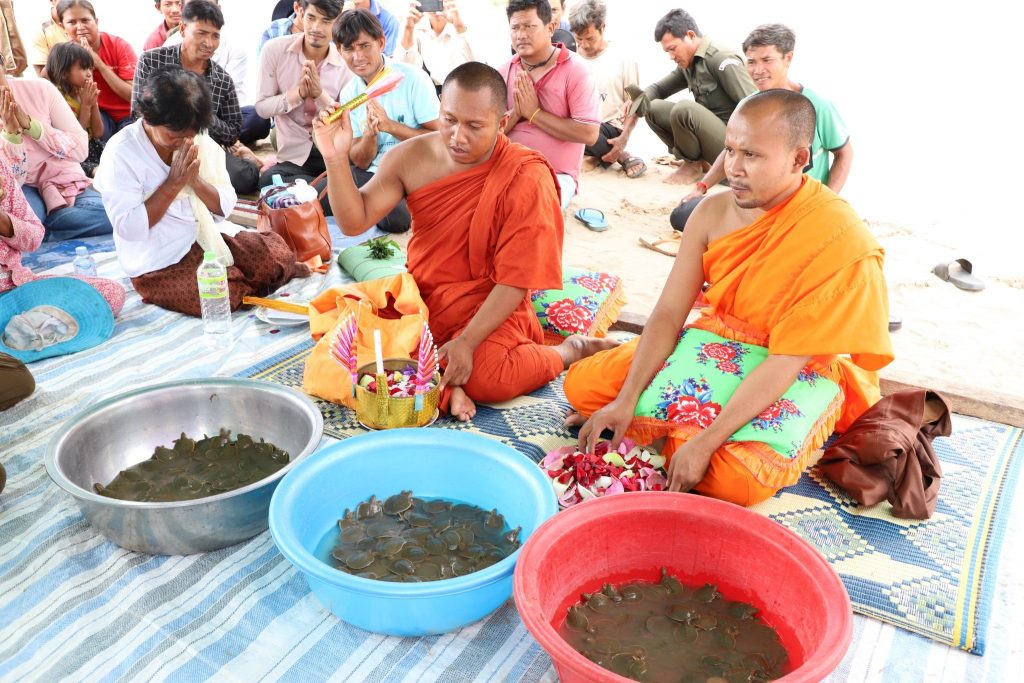 I monaci benedicono le tartarughine prima di rilasciarle nel fiume. Foto di WCS Cambogia