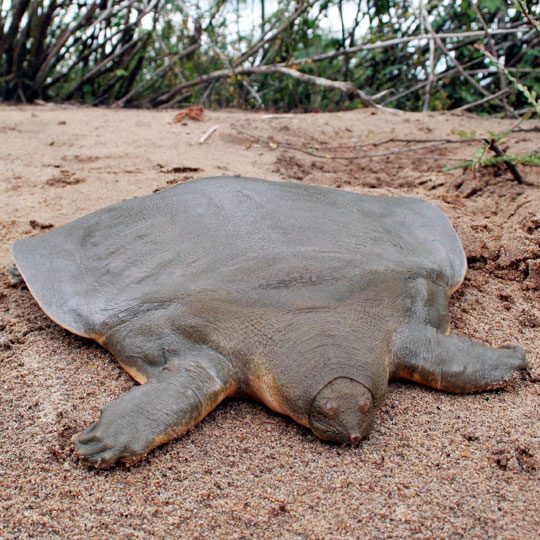 Da adulta, una tartaruga gigante dal guscio molle di Cantor può arrivare a superare il metro di lunghezza. Foto da Wikimedia Commons