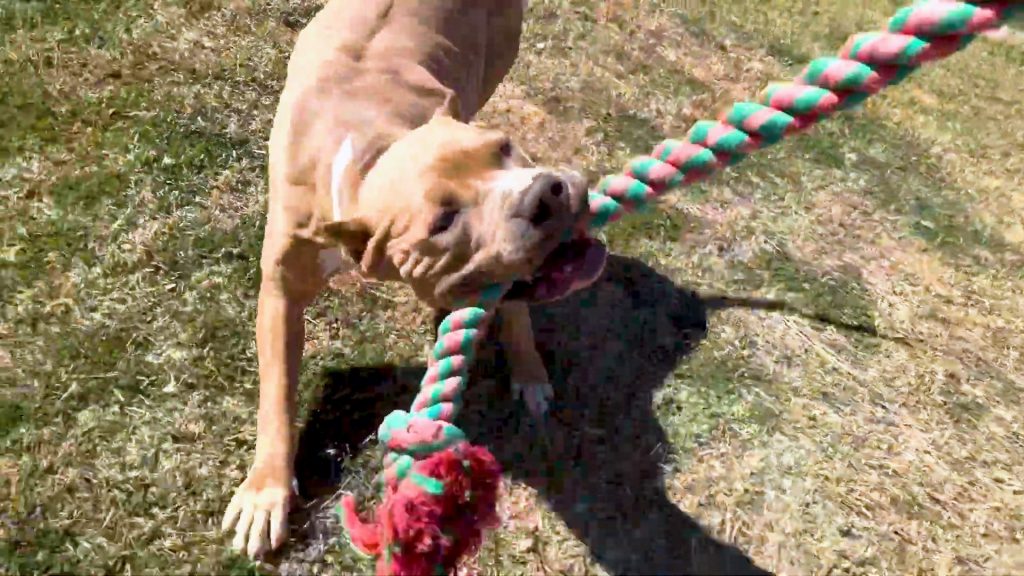 Credit: Nothing Before Family Bullys via Youtube