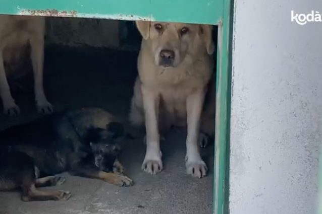 Cani di Satriano