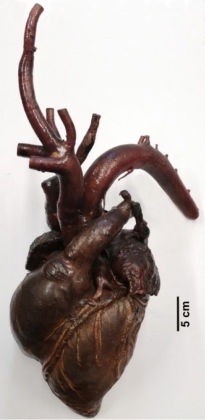 Il cuore della giraffa esposto ancora oggi al Museo di Storia Naturale di Pisa. Bedini & Farina, 2022