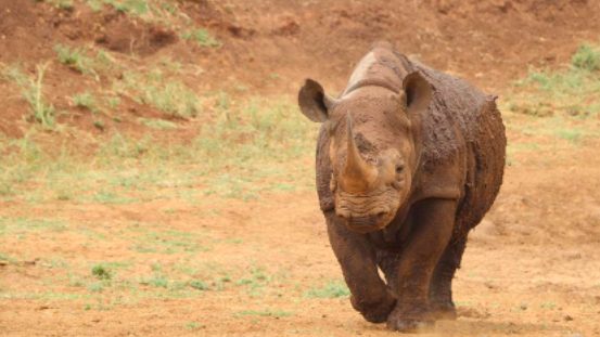 (credits:@Lewa Wildlife Conservancy)