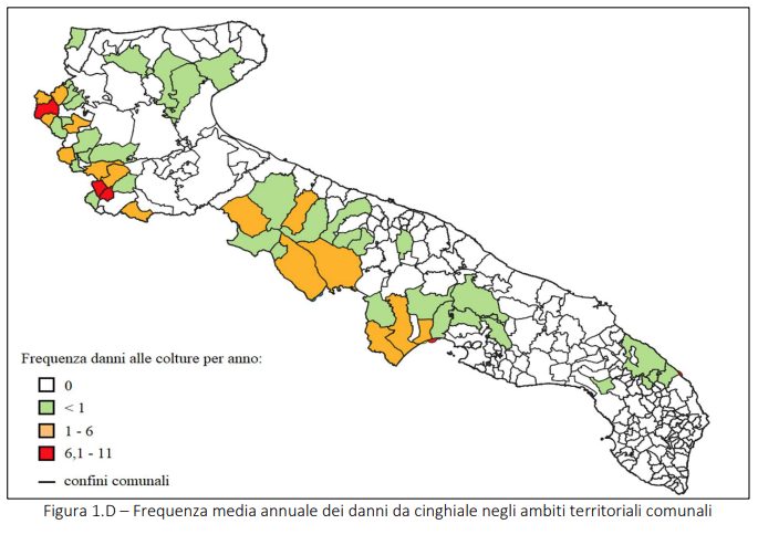 cinghiale monitoraggio puglia