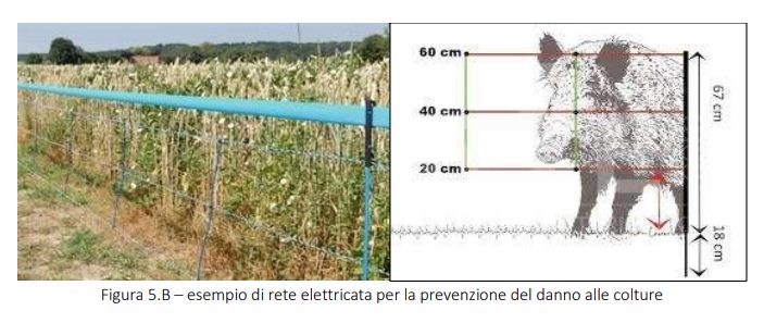 cinghiale monitoraggio puglia