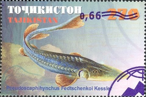 Postage stamp depicting a Sir Darya sturgeon from Tajikistan