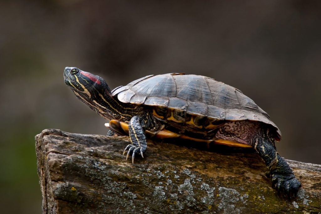 Le testuggini americane acquistate come animali da compagnia son ostate liberate in natura e sono ora tra le specie più invasive e dannose al mondo