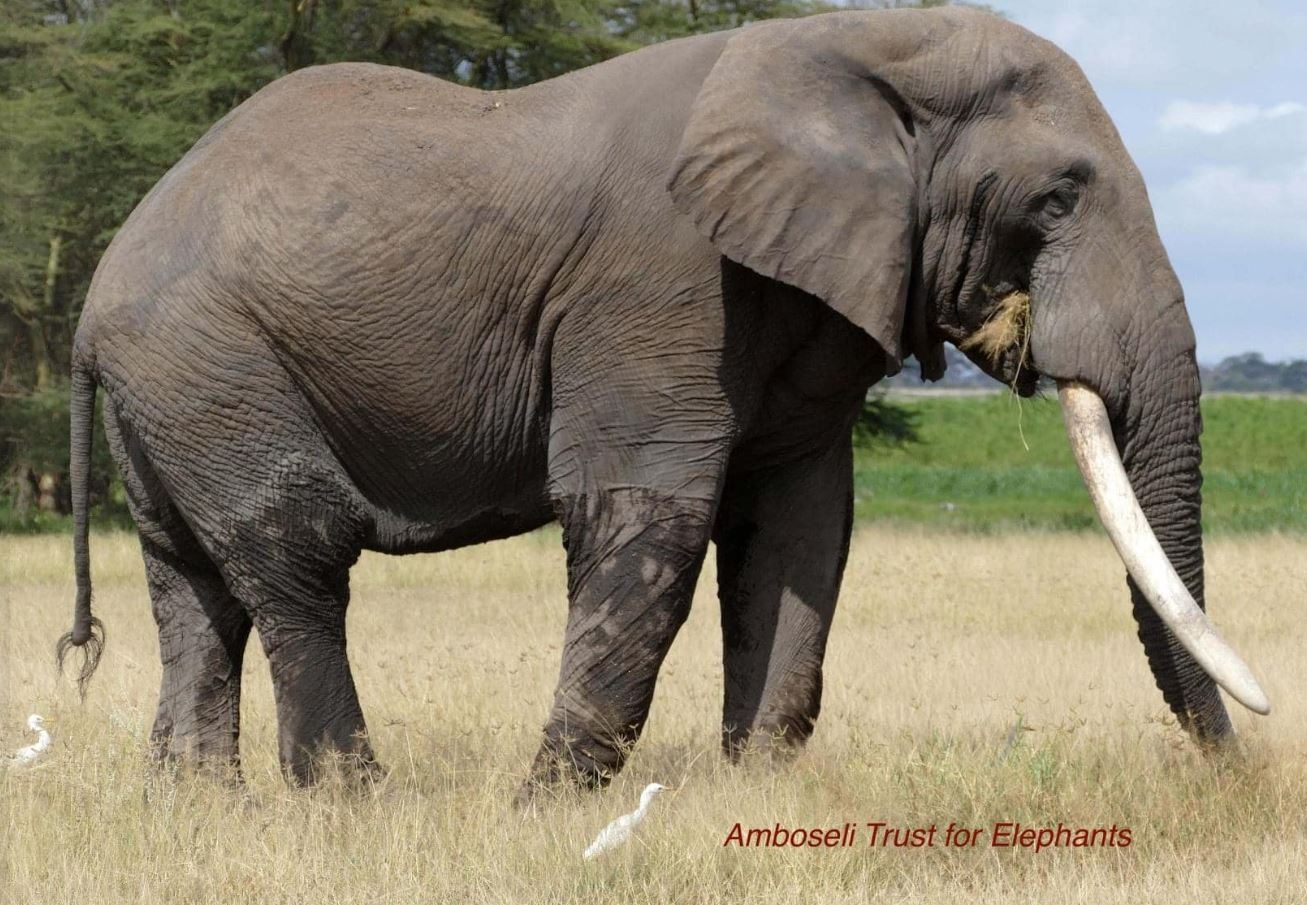 Tolstoy in a picture from the Amboseli Trust for Elephants