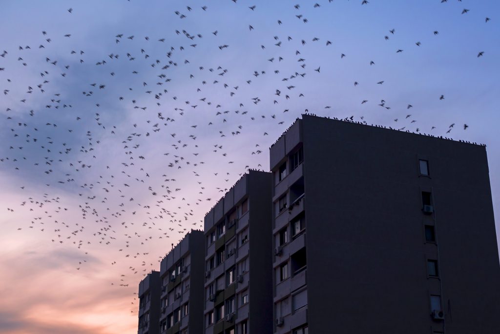Molte specie migratrici volano di notte e vengono disorientate dalle luci artificiali