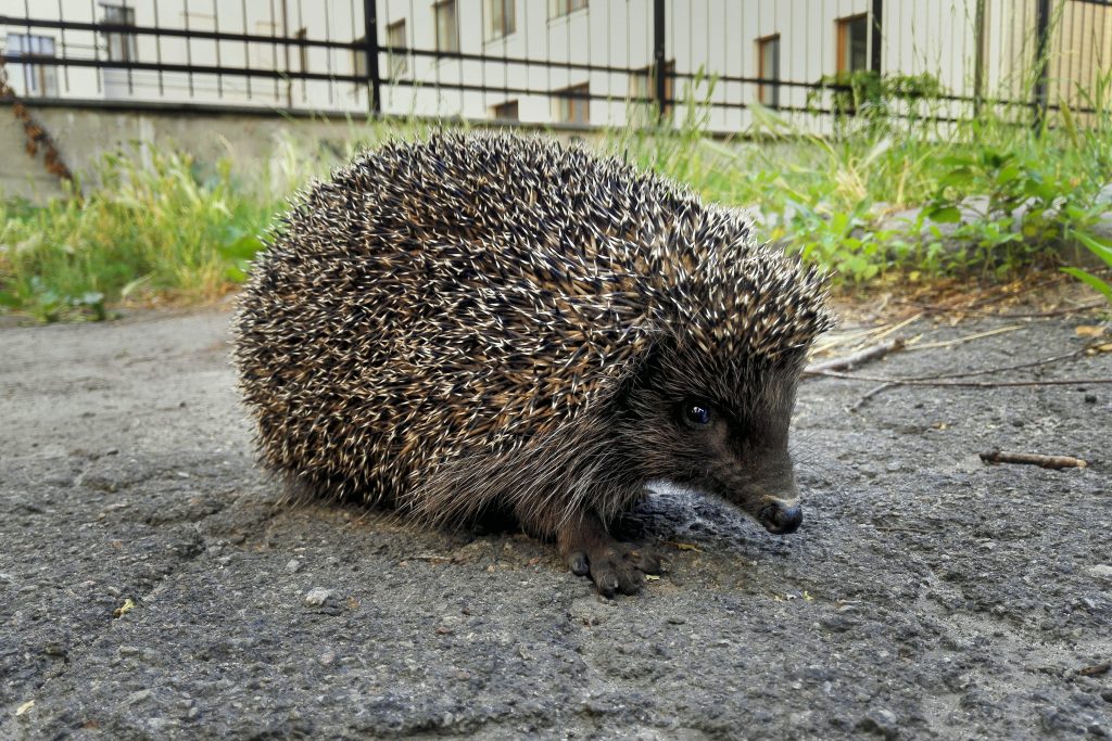 I ricci sono abitanti ormai costanti di parchi e giardini urbani di molte città