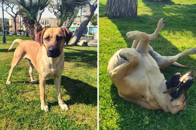 mamy cane libero