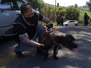 cagnolina abbandonata roma