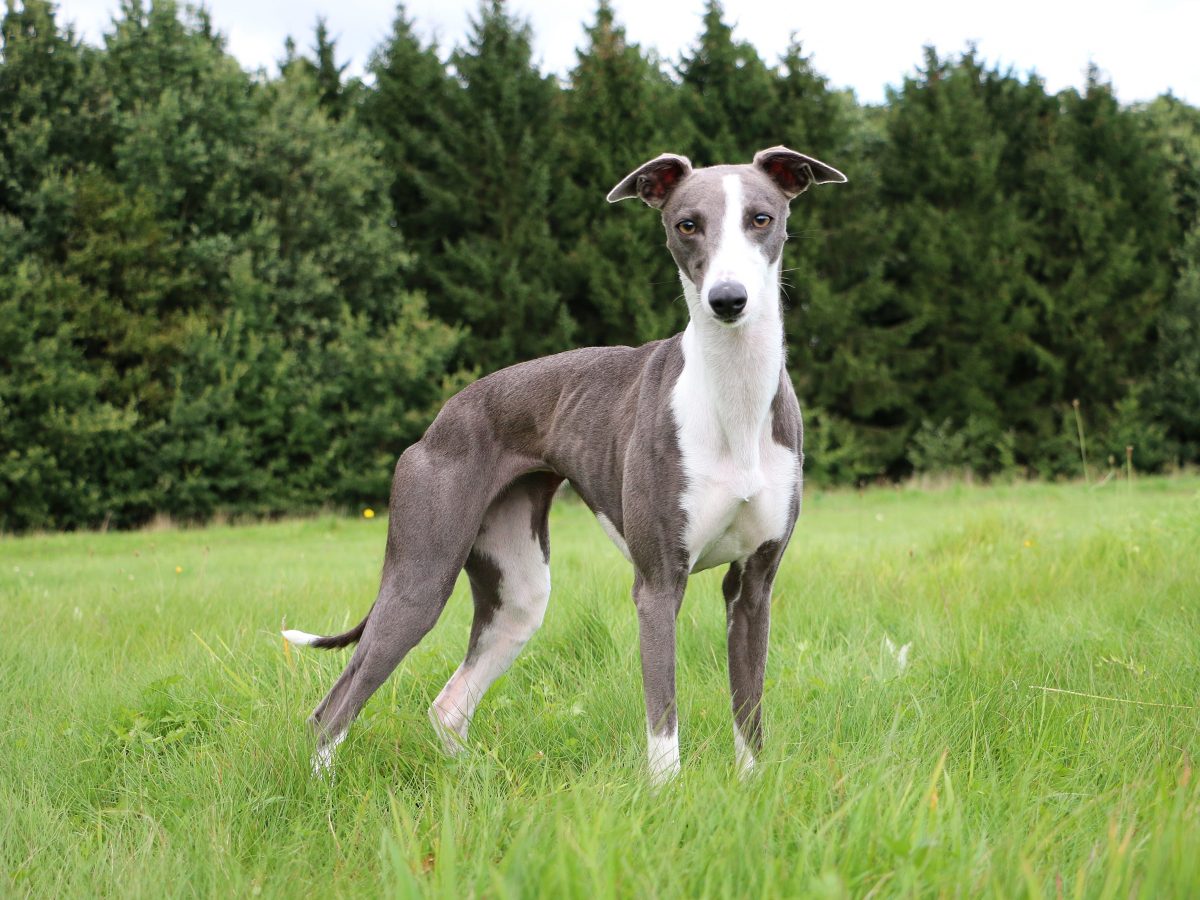 Whippet, un Levriero timido con un'anima piena di allegria