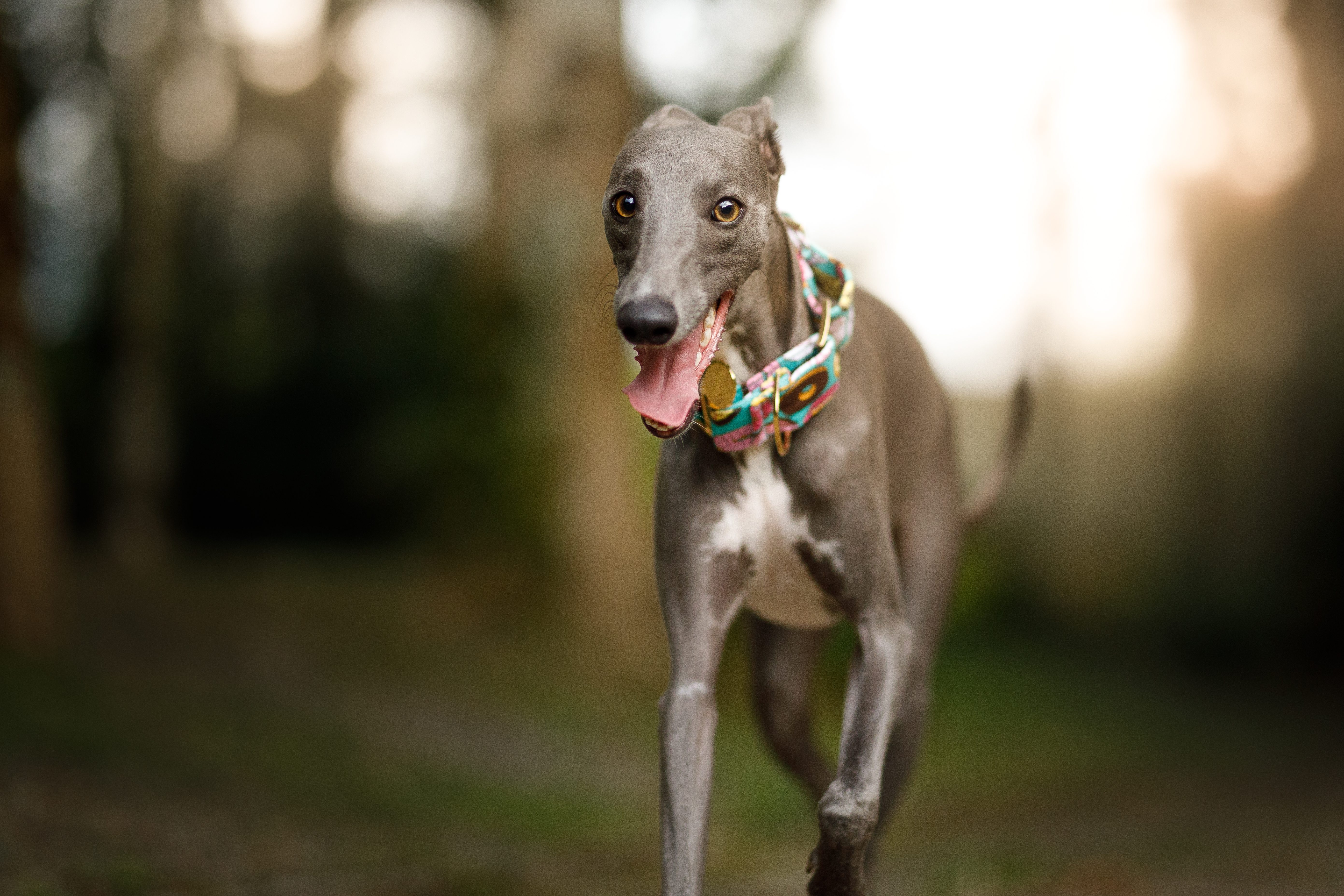 Whippet levriero