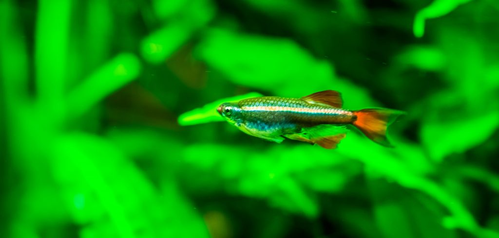 Il pesce delle Montagne della Nuvola Bianca si è diffuso più di recente tra gli appassionati di acquariofilia