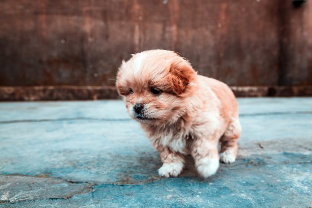 cucciolo cane
