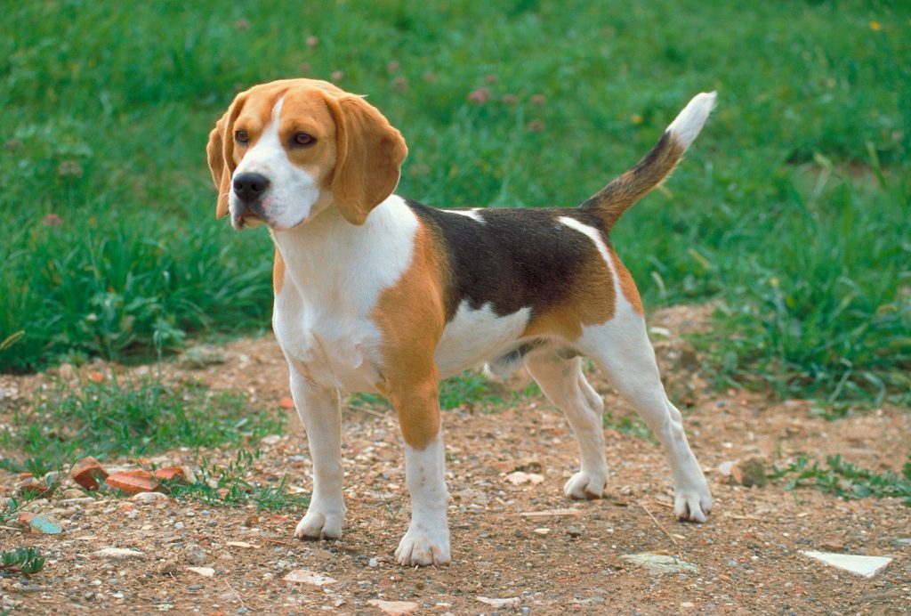 cane Beagle