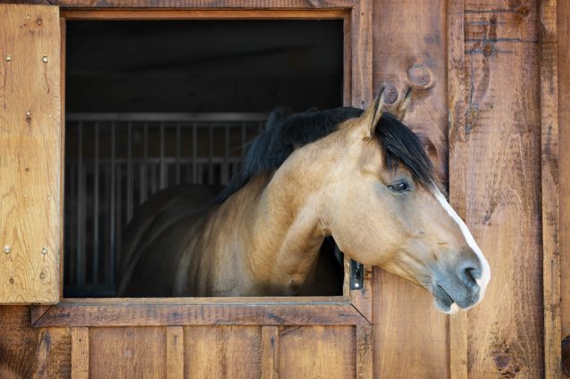 cavallo stalla
