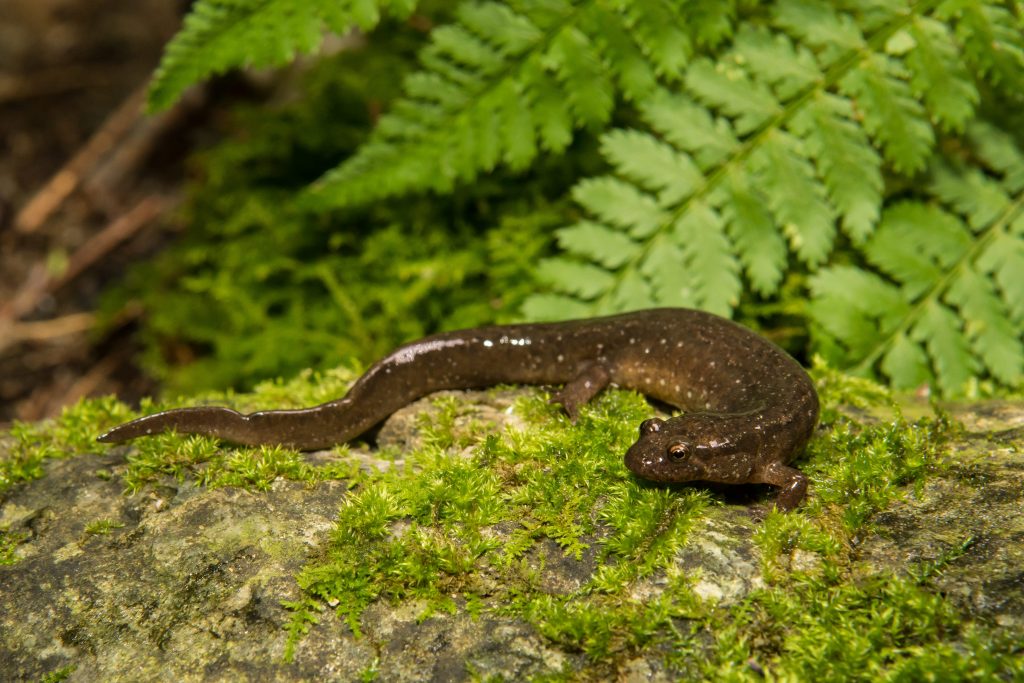 Una salamandra bruna nel suo ambiente naturale