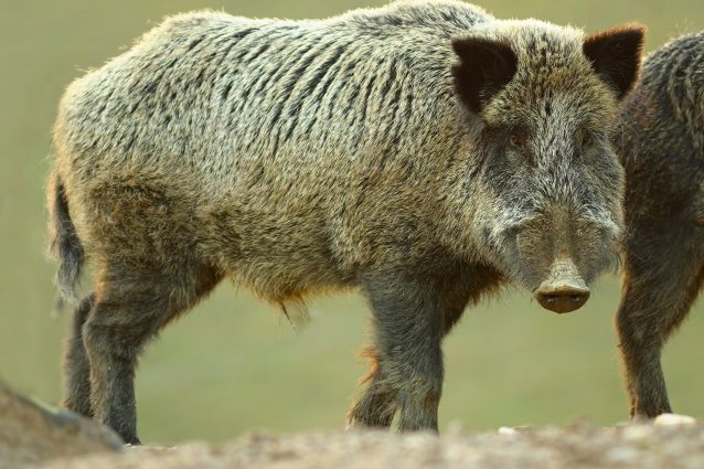cinghiale