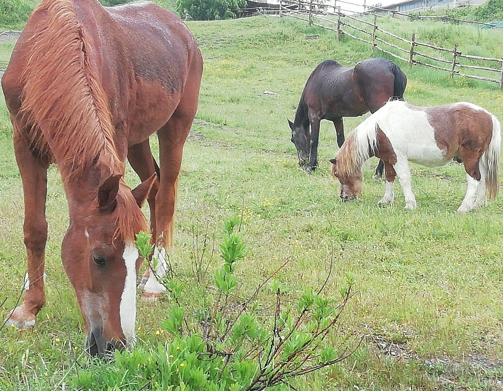 Il calendario di Italian Horse Protection per raccogliere fondi per