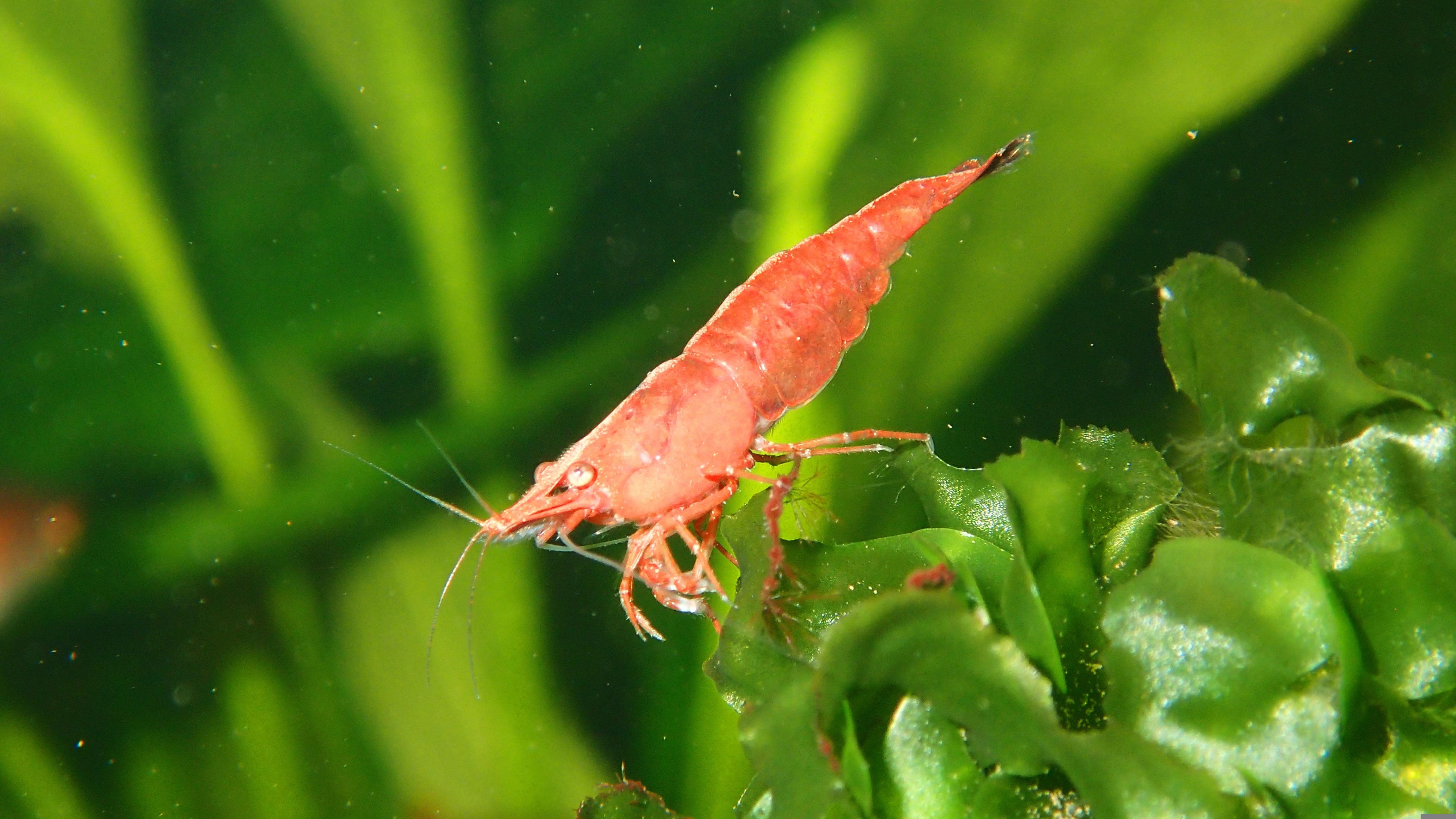 Animali ermafroditi esempi e come si riproducono