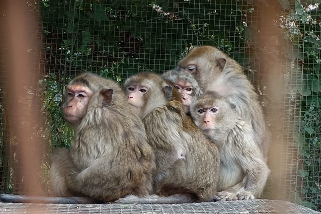 le bambine macachi