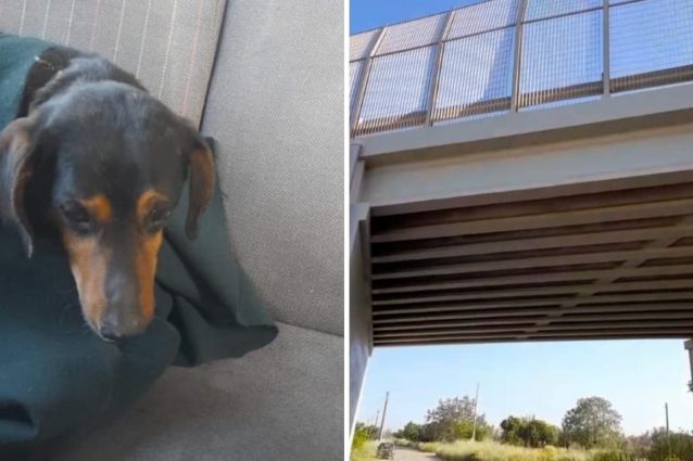 lecce cane cavalcavia