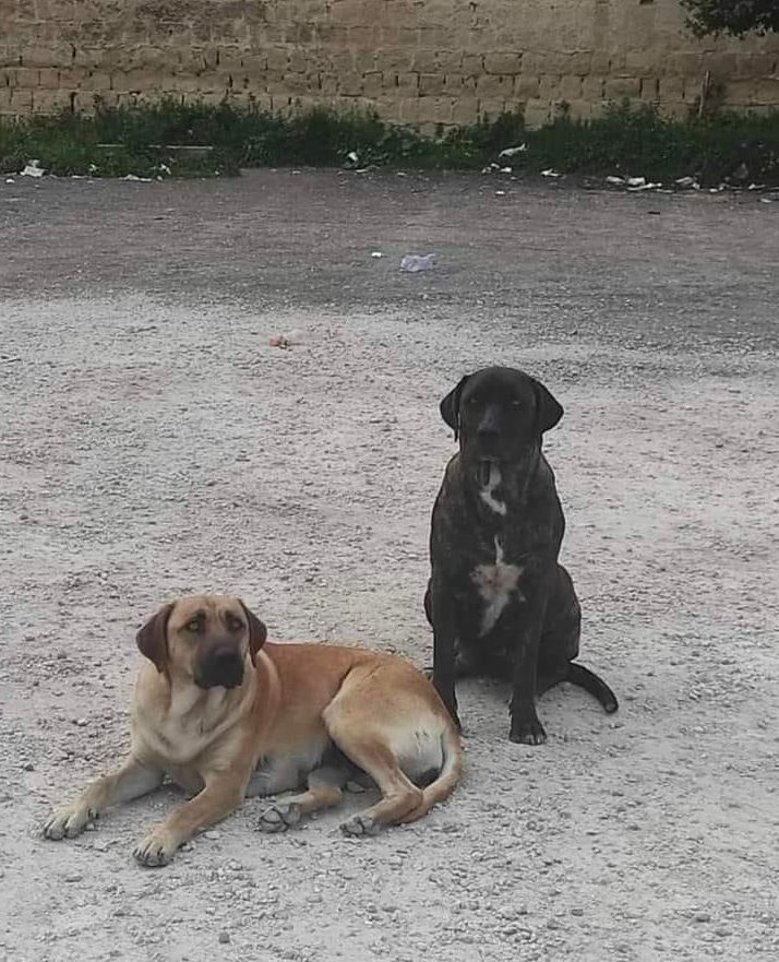 Mamy e Fatima bacoli