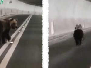 orso galleria