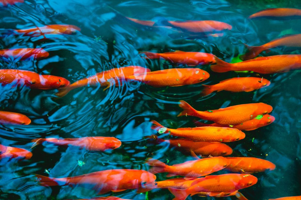 Liberati in fiumi, stagni e laghi in tutto il mondo, i pesci rossi sono tra le specie più invasive del Pianeta