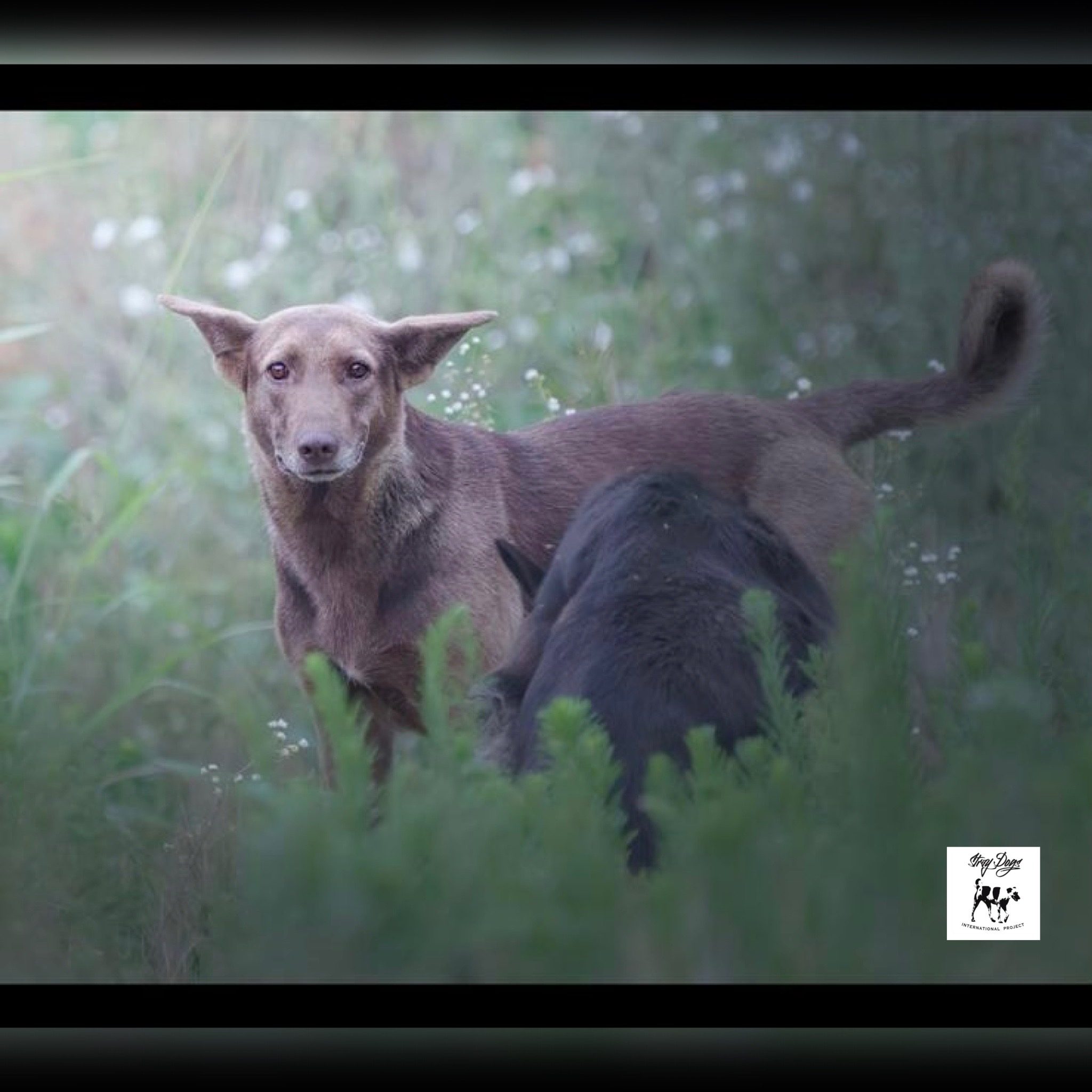 © Stray Dogs International Project