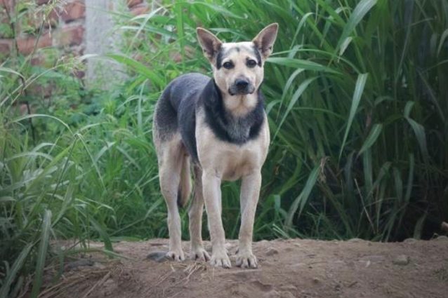 ©Stray Dogs International Project