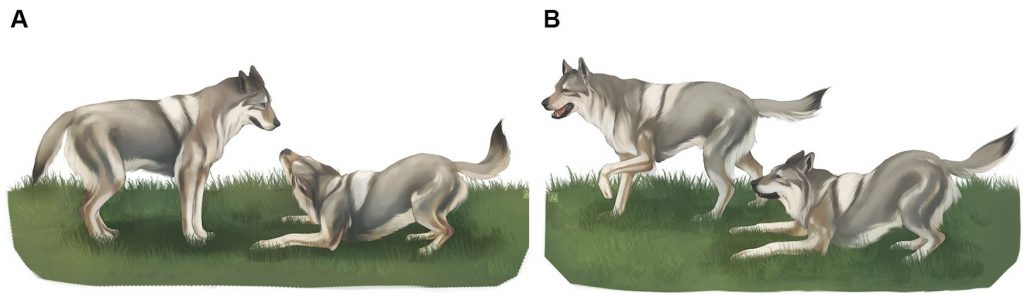 Illustrazione che mostra l’inchino. (A) l’inchino viene eseguito nel campo visivo del compagno che riceve il messaggio; (B) il destinatario non vede l’inchino e non riceve il messaggio. Illustrazione di Fosca Mastrandrea