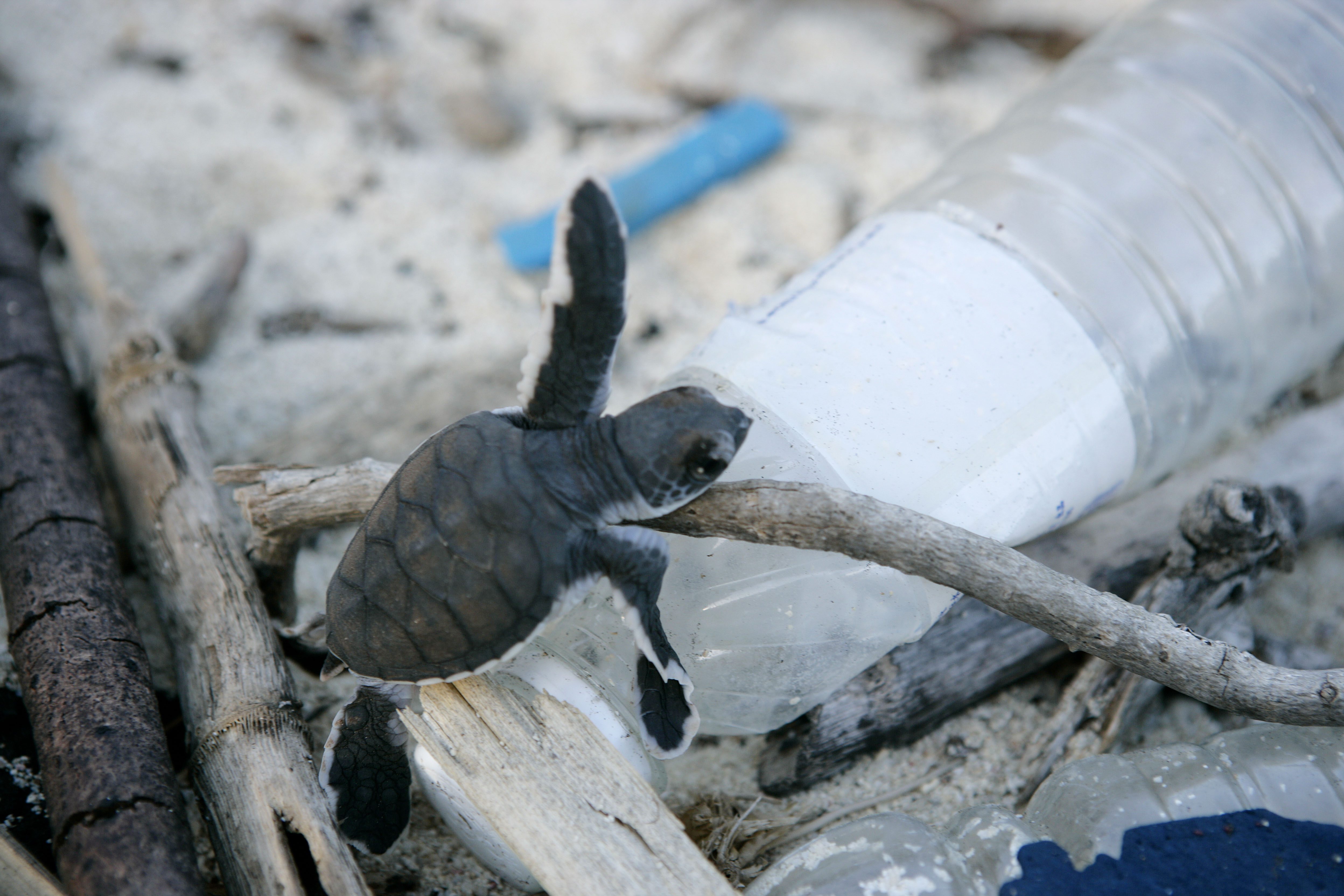@Krzysztof Bargiel per WWF