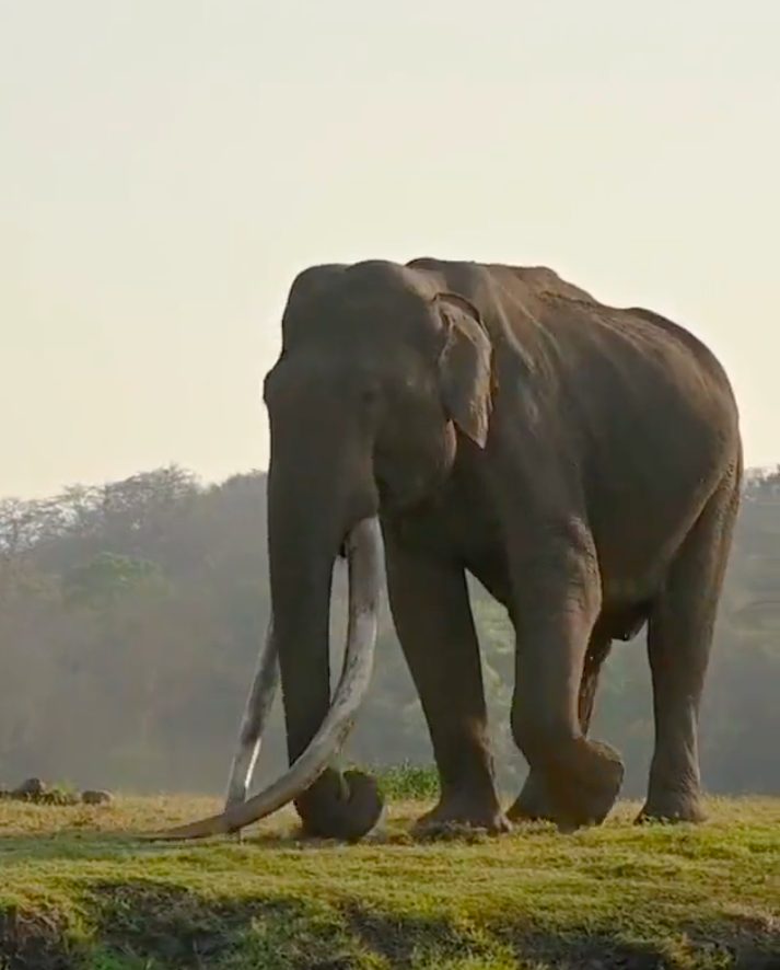 Mr Kabini, in una delle lunghe passeggiate nella natura (foto dal web)