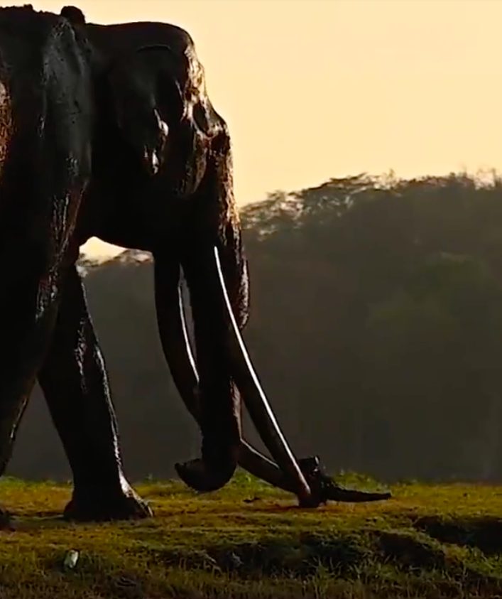 Un’altra immagine di Mr Kabini (foto dal web)