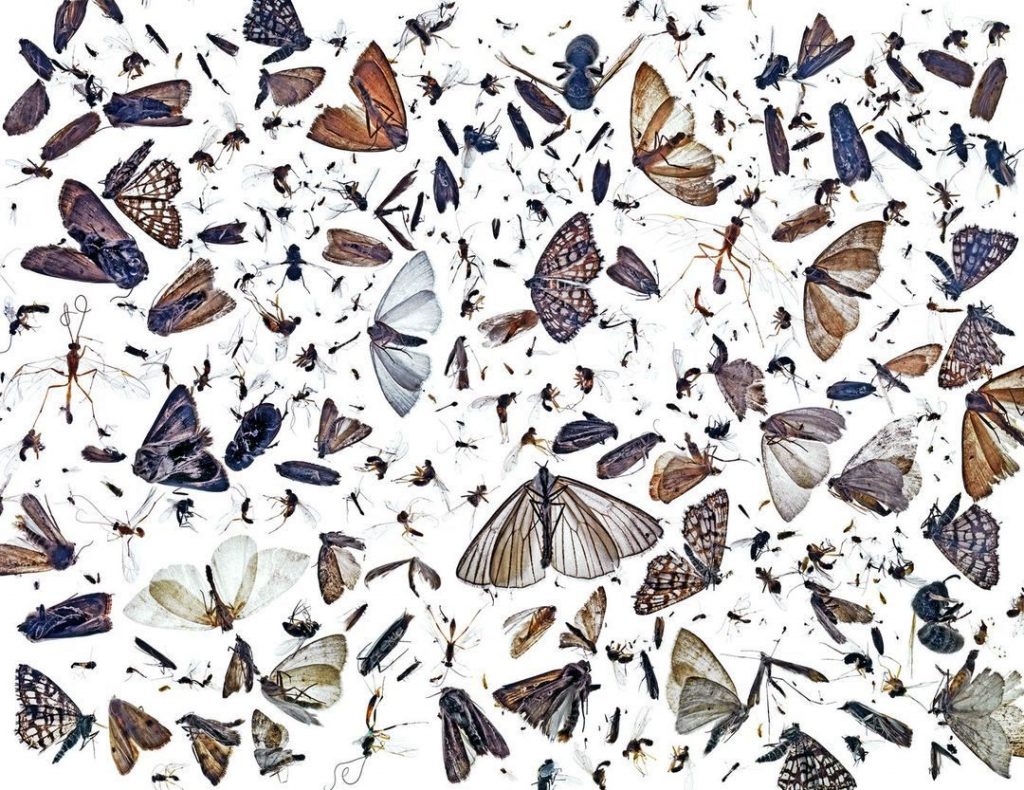 Diversité des insectes par Pål Hermansen