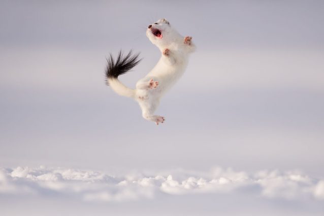 The Stoat’s Game, foto finalista realizzata da Jose Grandio