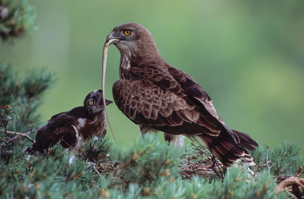 Il biancone si nutre quasi esclusivamente di serpenti. Capita però che li perdano mentre sono in volo, facendoli così precipitare dal cielo