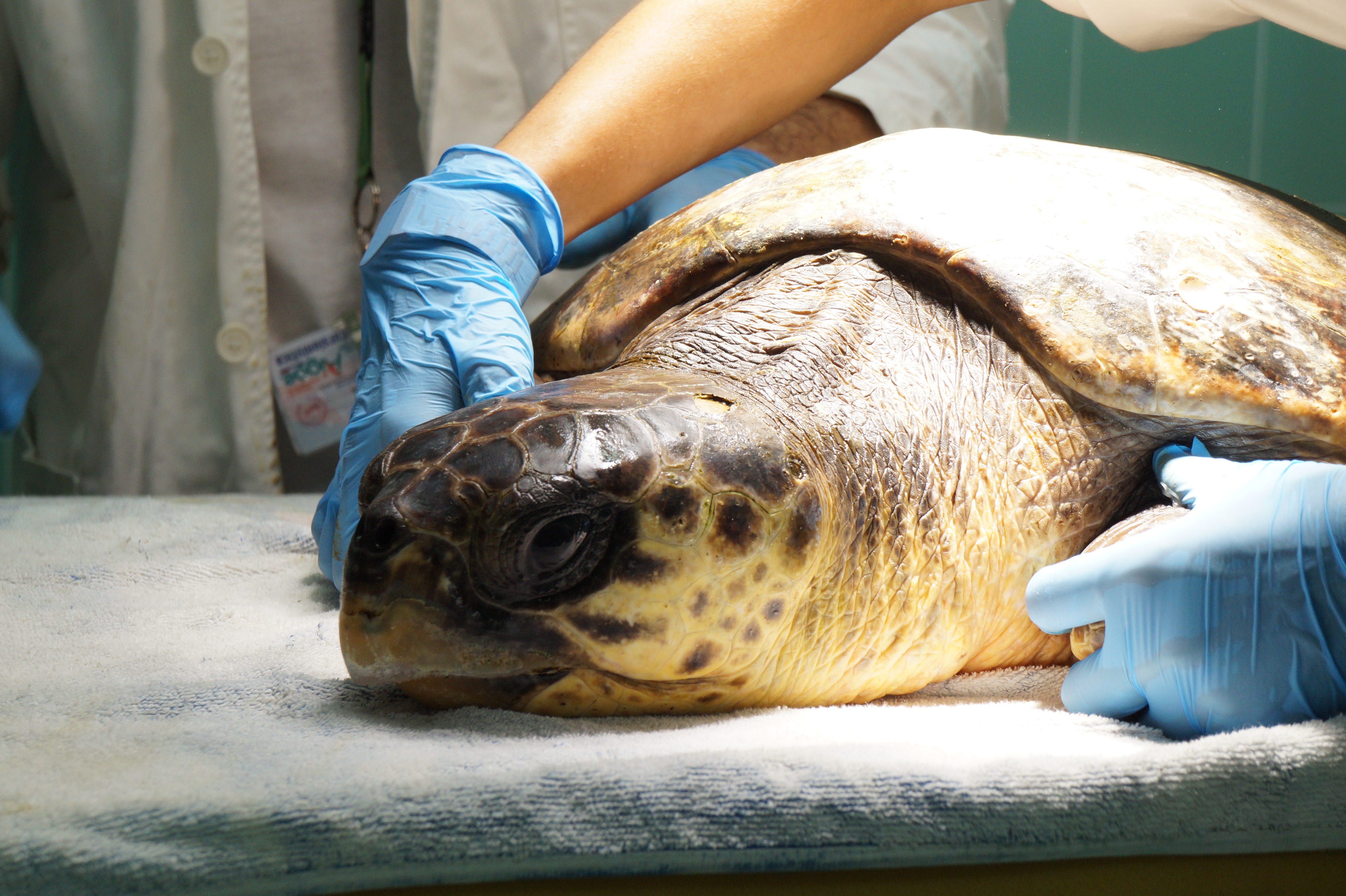 Una tartarurga mentre riceve le cure mediche in un centro di recupero (credits:@WWF)