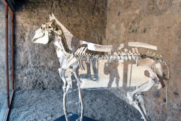 cavallo maiuri