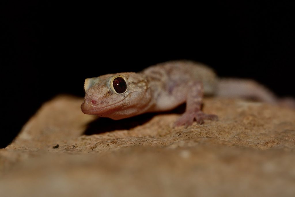Un geco verrucoso, insieme a quello comune le due specie più diffuse in Italia