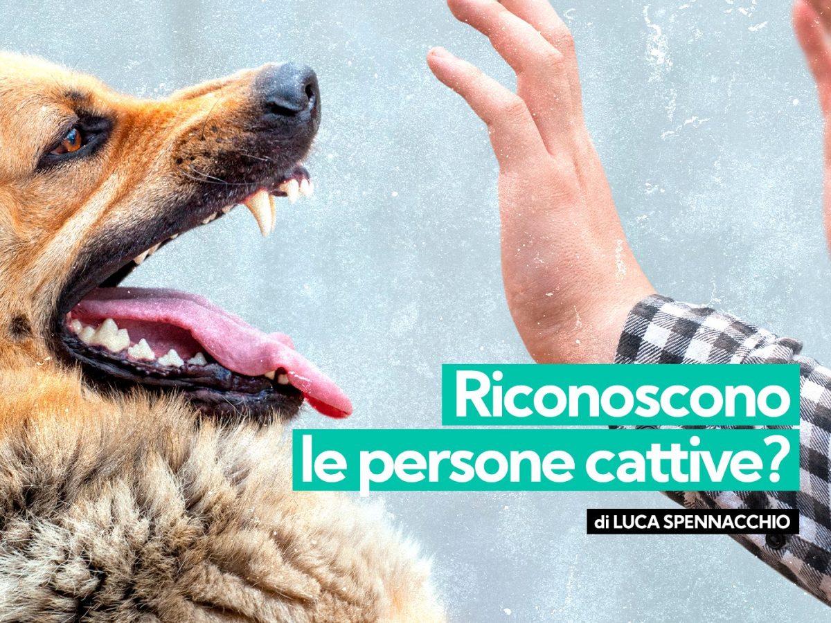 i piccioni riconoscono le persone